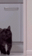 67c27f86cd2a81.063563031740799878_67c27f86cd2ac7.30095352.gif