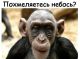 Без описания