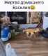 Без описания