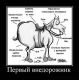 Без описания