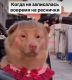 Без описания