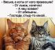 Без описания