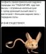 Без описания