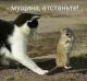 Без описания