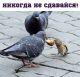 Без описания