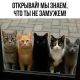 Без описания