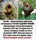 Без описания