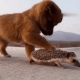 6a78a046883326.808849881786290246_6a78a046883365.43011447.gif