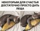 Без описания