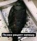 Без описания