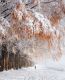 Засыпанная снегом аллея в городе Такасима, префектура Сига