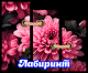 Без описания