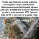 Без описания