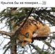 Без описания