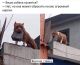 Без описания