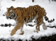 6a7351ef09ded2.955851661785942511_6a7351ef09df18.10450729.gif