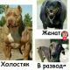 Без описания
