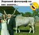 Без описания