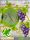 The_grapes_Nok_240x320_s40_a65.nth